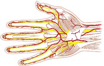 Distribución de los nervios de la mano